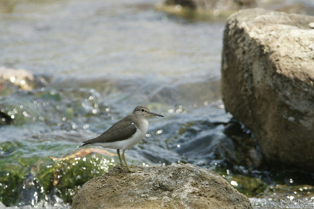 Common Sandpiper, walking