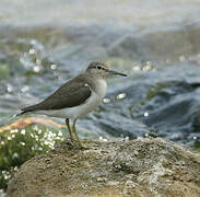 Common Sandpiper