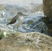 Common Sandpiper