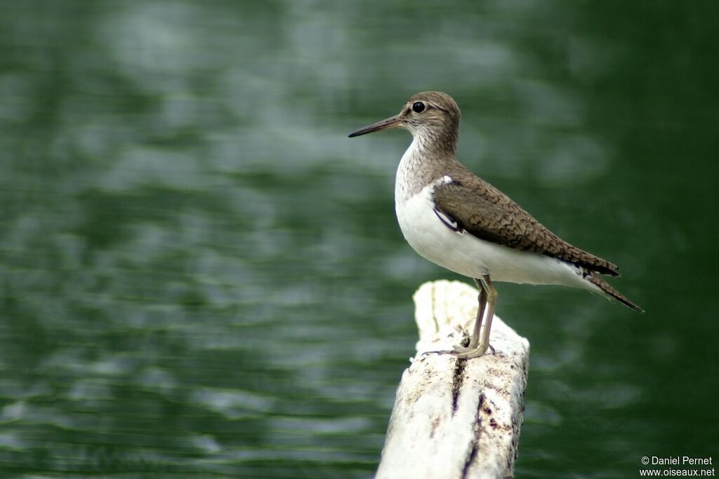 Common Sandpiperadult, identification