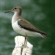 Common Sandpiper