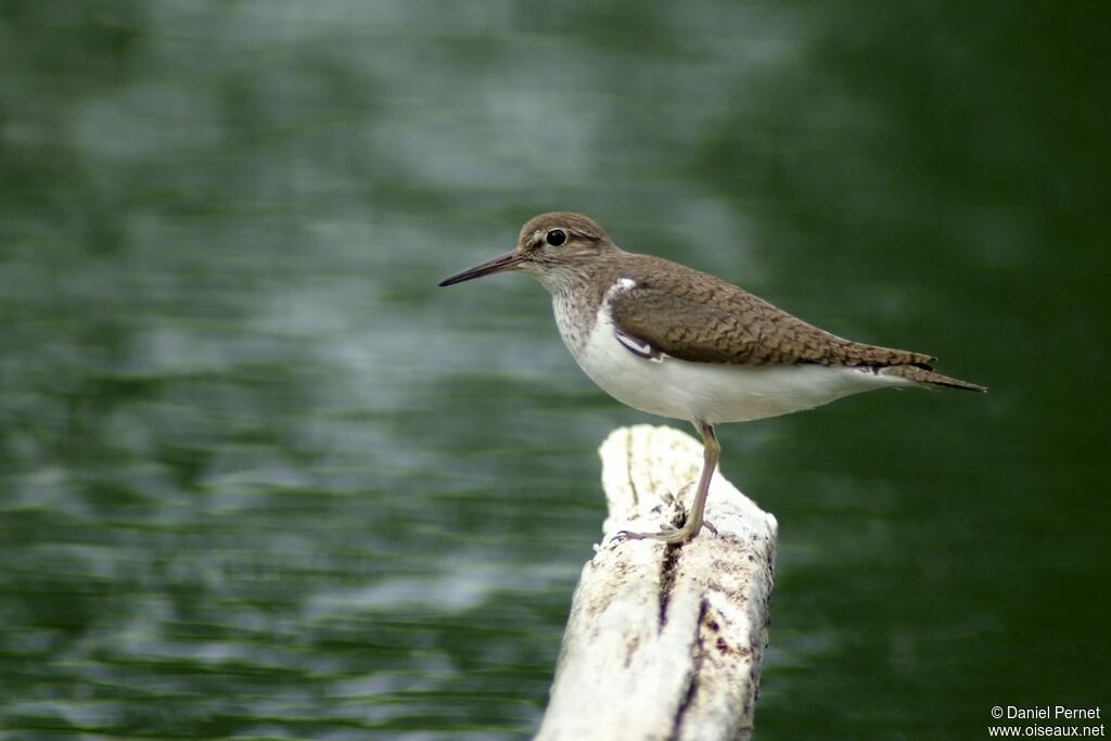 Common Sandpiperadult, identification