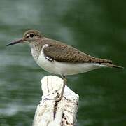 Common Sandpiper