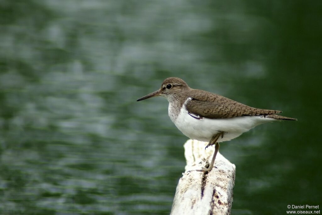 Common Sandpiperadult, identification