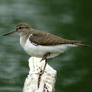 Common Sandpiper