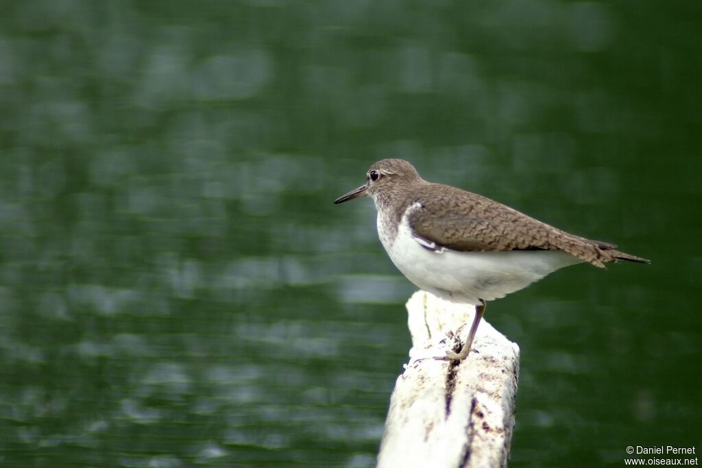 Chevalier guignetteadulte, identification