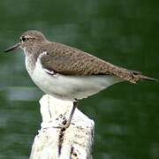 Common Sandpiper