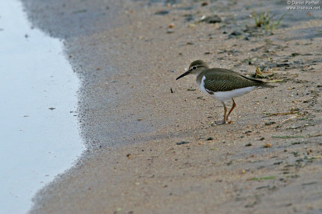 Common Sandpiperadult post breeding, identification