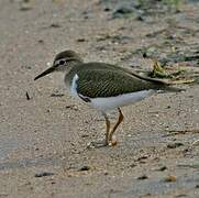 Common Sandpiper