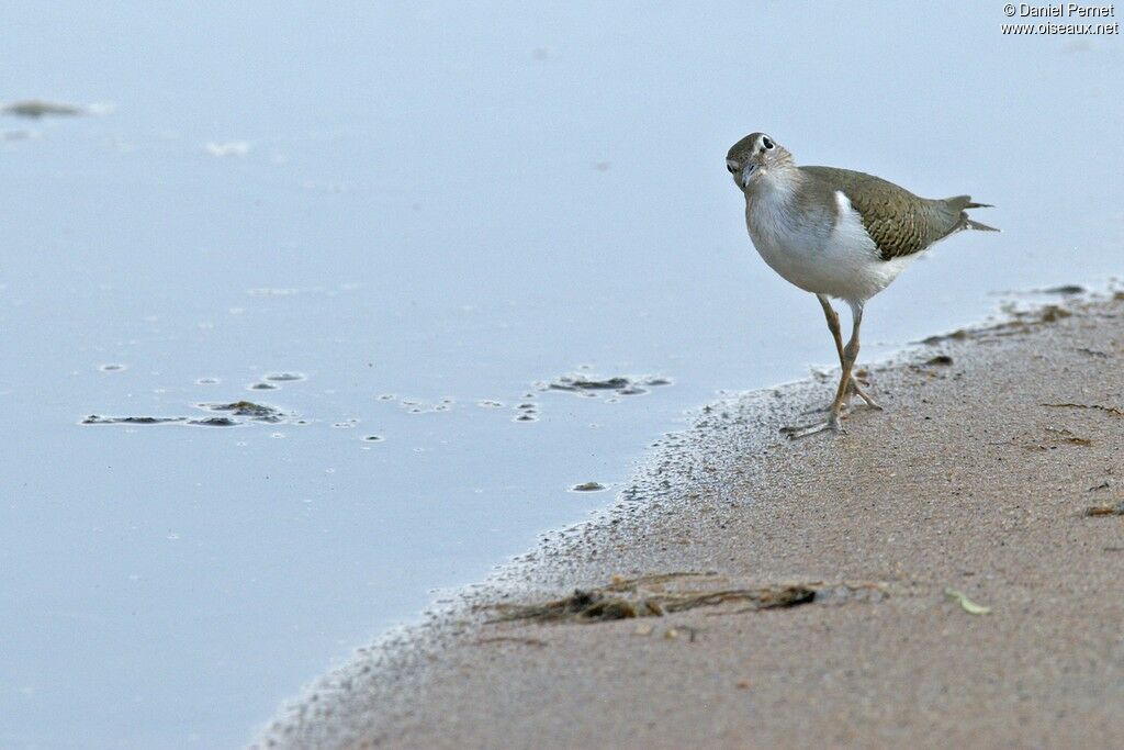 Common Sandpiperadult post breeding, identification