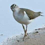 Common Sandpiper