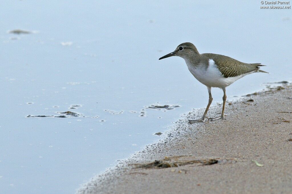 Common Sandpiperadult post breeding, identification