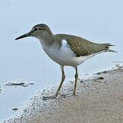 Common Sandpiper