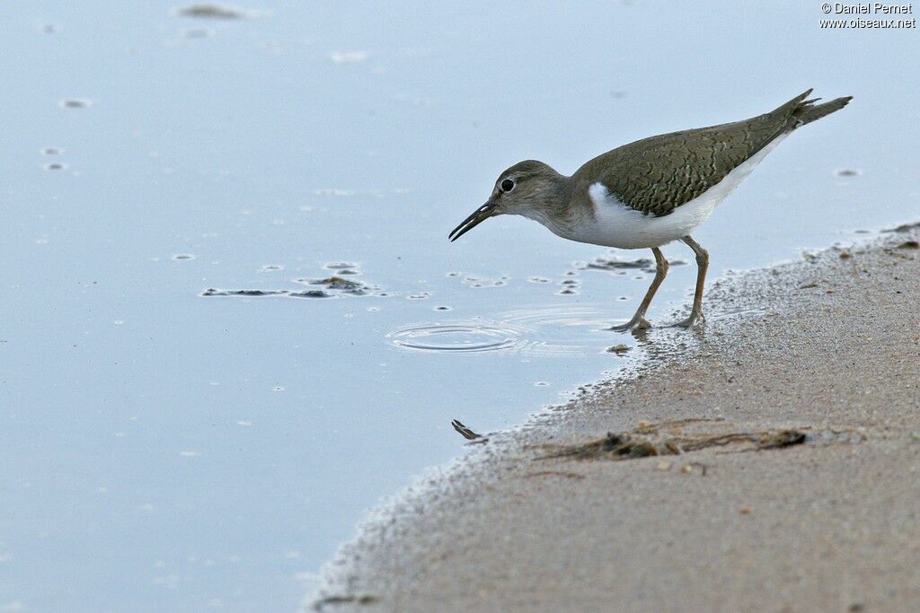 Common Sandpiperadult post breeding, identification