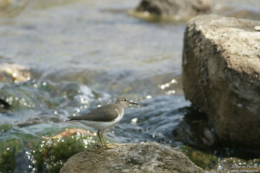 Common Sandpiperadult, walking