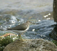 Common Sandpiper