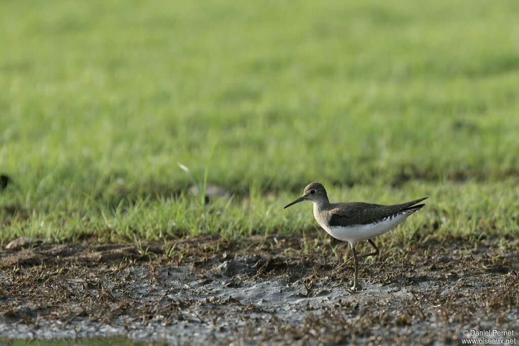 Chevalier solitaireadulte, identification, Comportement