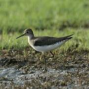 Solitary Sandpiper