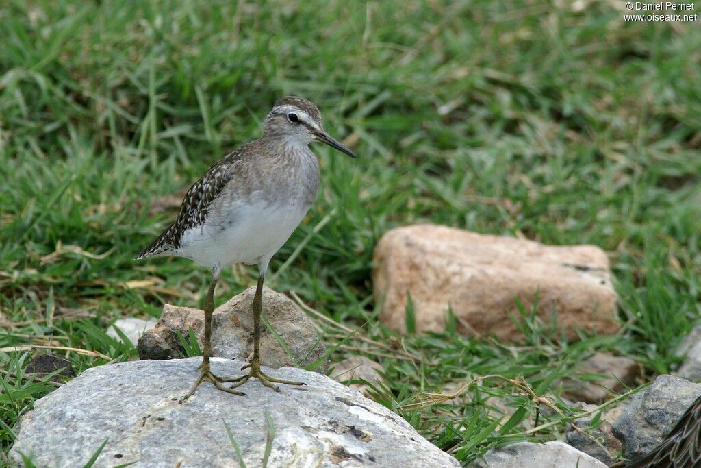 Wood Sandpiperadult post breeding, identification