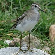 Wood Sandpiper