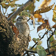 Spotted Owlet