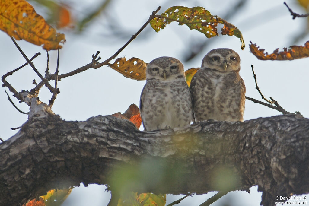 Spotted Owletadult, habitat, courting display