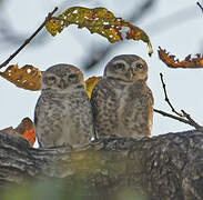 Spotted Owlet