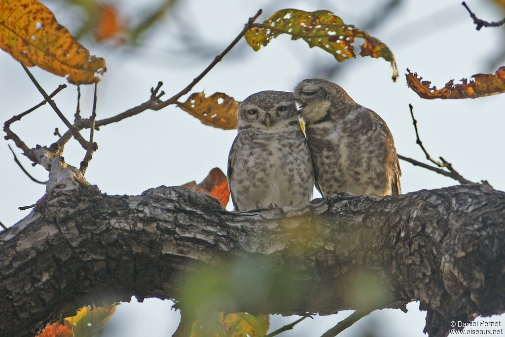 Spotted Owletadult, habitat, courting display