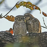 Spotted Owlet