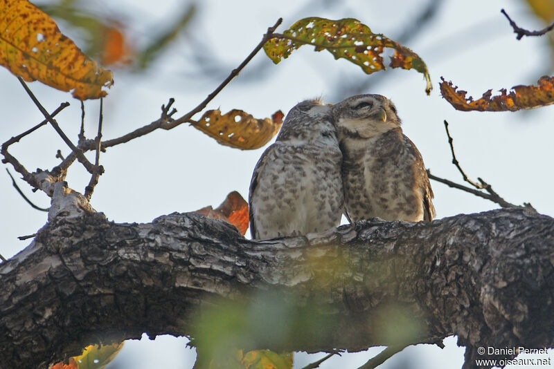 Spotted Owletadult, habitat, courting display