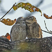 Spotted Owlet