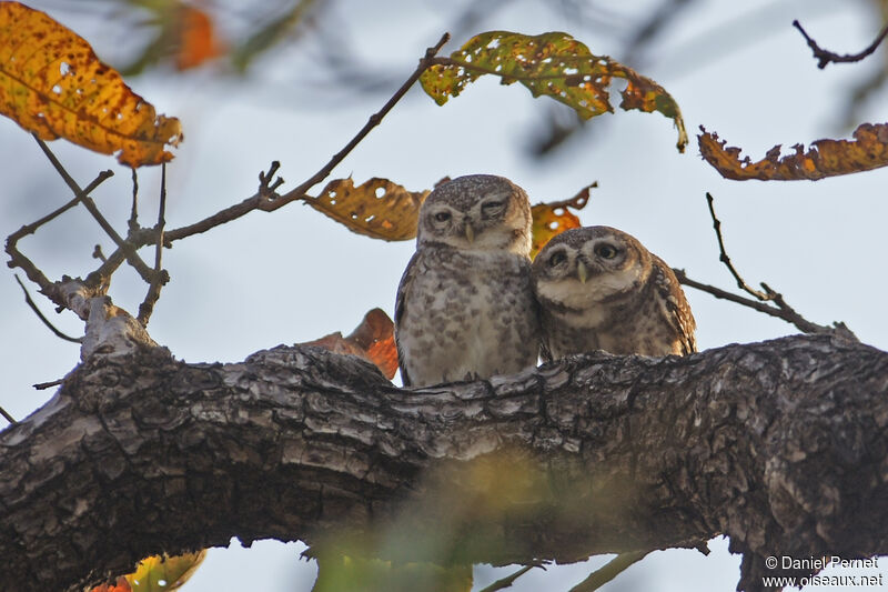 Spotted Owletadult, habitat, courting display