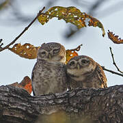 Spotted Owlet