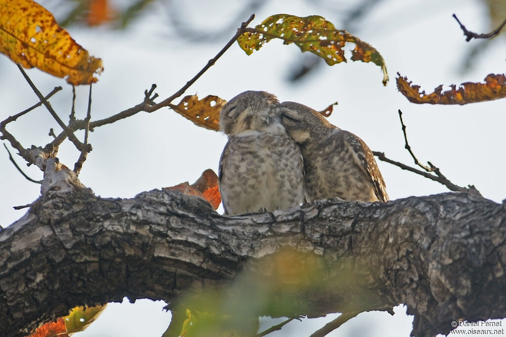 Spotted Owletadult, habitat, courting display