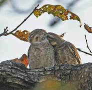 Spotted Owlet