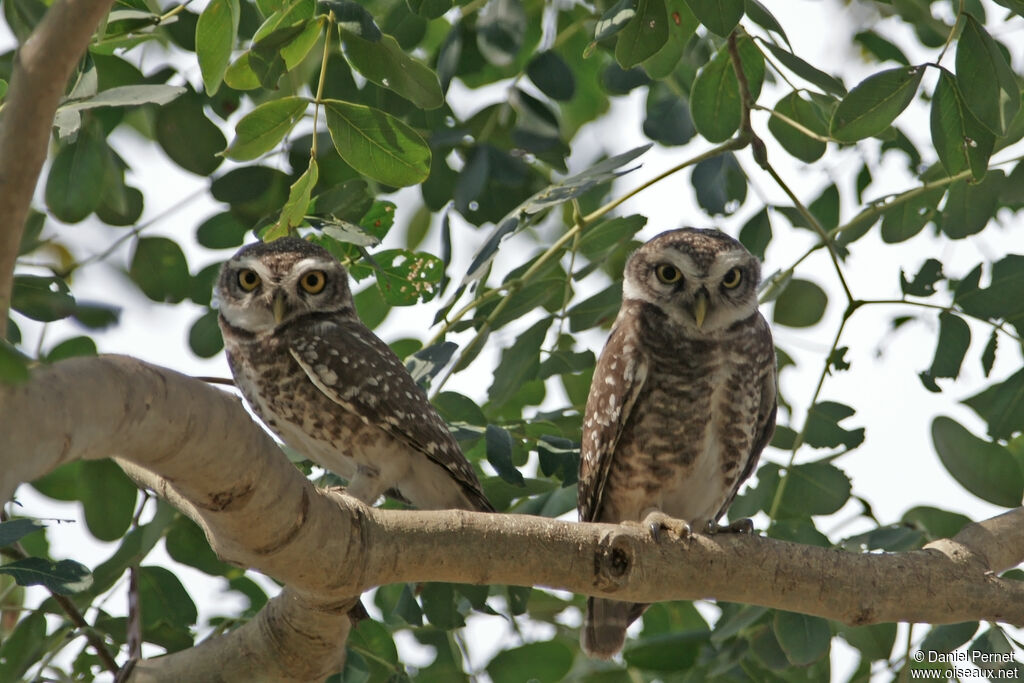 Spotted Owletadult, habitat