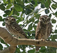 Spotted Owlet