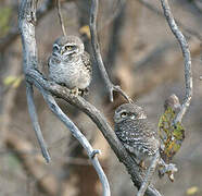 Spotted Owlet