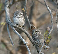 Spotted Owlet