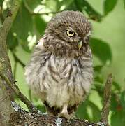 Little Owl