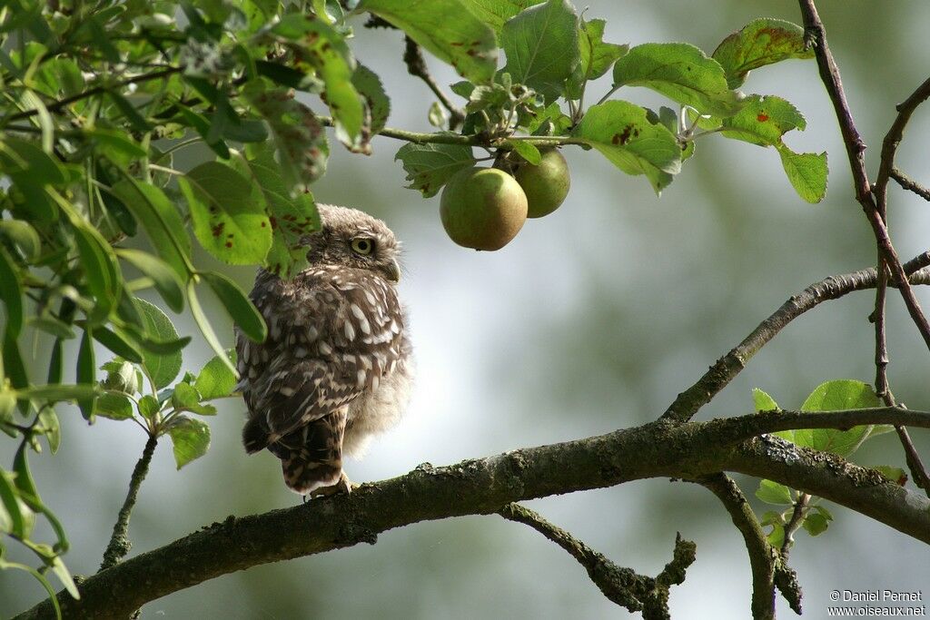 Little OwlFirst year, identification, Behaviour