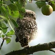 Little Owl