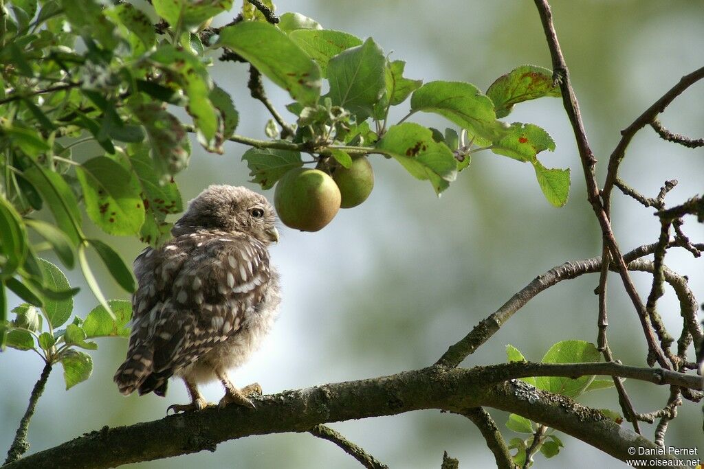 Little OwlFirst year, identification, Behaviour