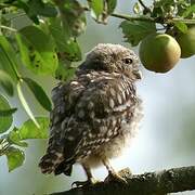 Little Owl