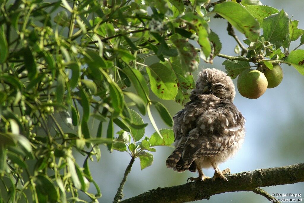 Little OwlFirst year, identification, Behaviour