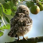 Little Owl