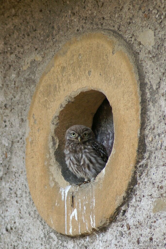 Little OwlFirst year, identification, Behaviour