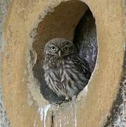 Little Owl