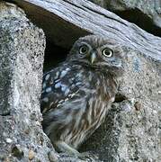 Little Owl