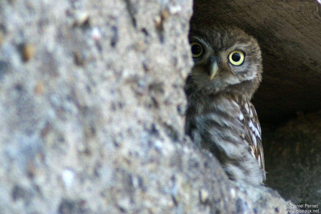 Little OwlFirst year, identification, Behaviour